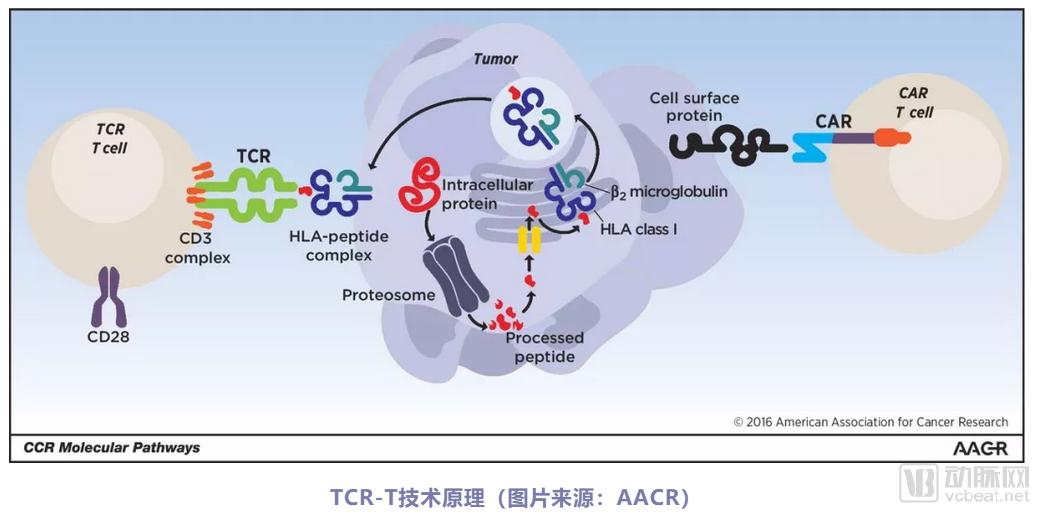 TCR-T疗法行业研究：细数十五家国内外企业的研发进展