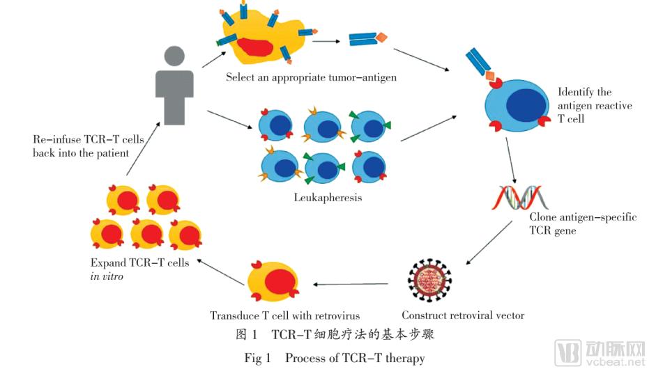 TCR-T疗法行业研究：细数十五家国内外企业的研发进展