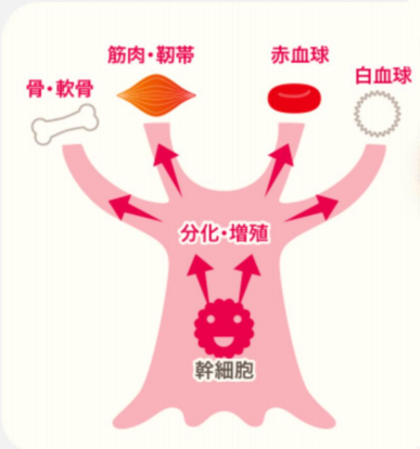 JMT-日本干细胞上清液的主要作用是什么呢？