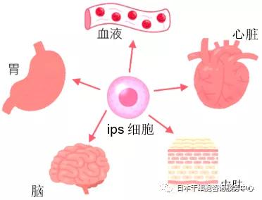 JMT-来源于脂肪组织干细胞的临床治疗特点